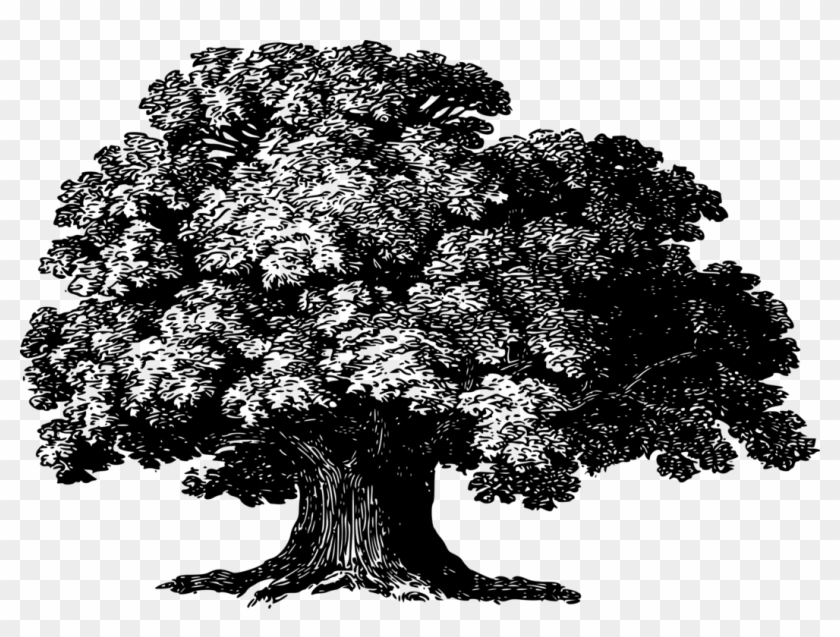 Under The Baobab Tree Drawing Woody Plant Plants - Baobab Tree Png Clipart #2943545