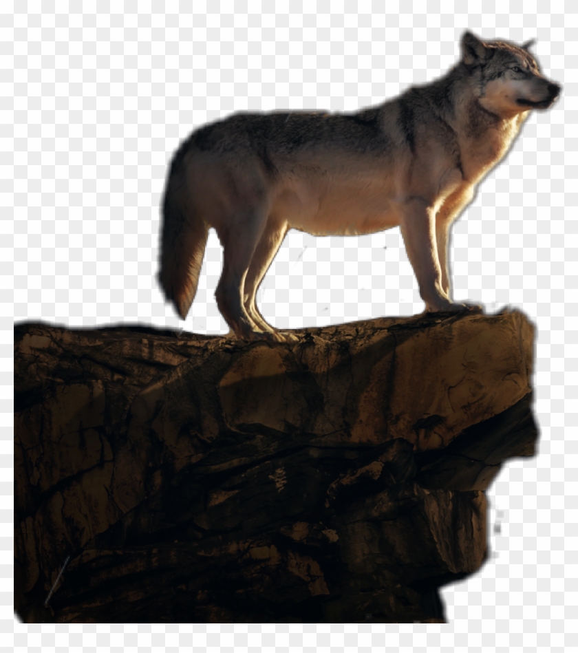 #wolf #cliff #wild #animal #jhyuri - Wolfdog Clipart