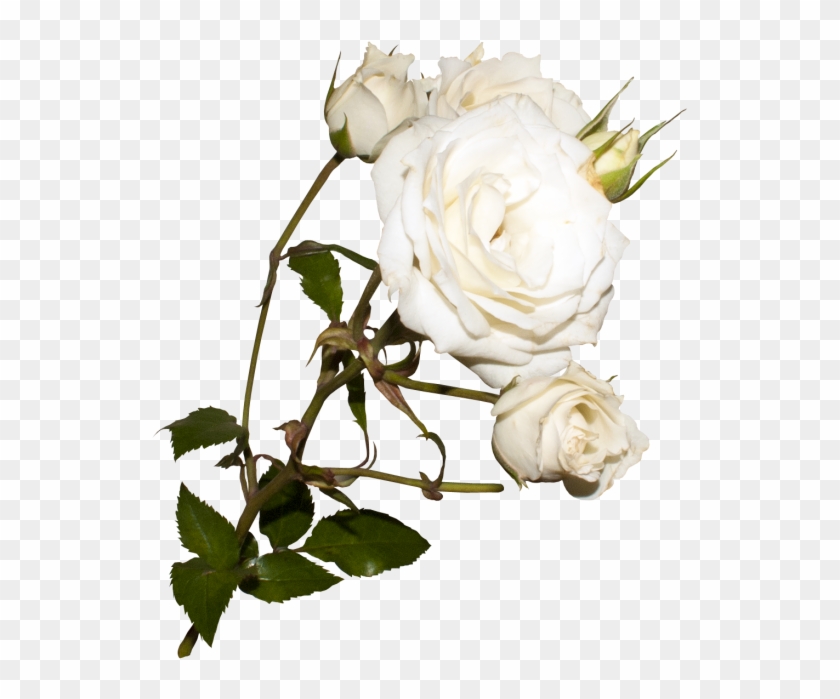 Download High Resolution Png - Floribunda Clipart