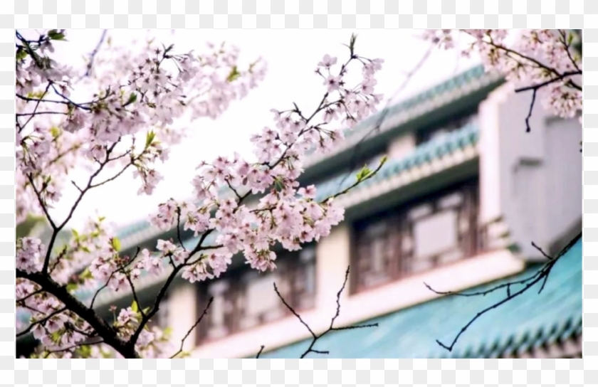 Wuhan University Cherry Blossom, China Cherry Blossom - Cherry Blossom Clipart #2945127