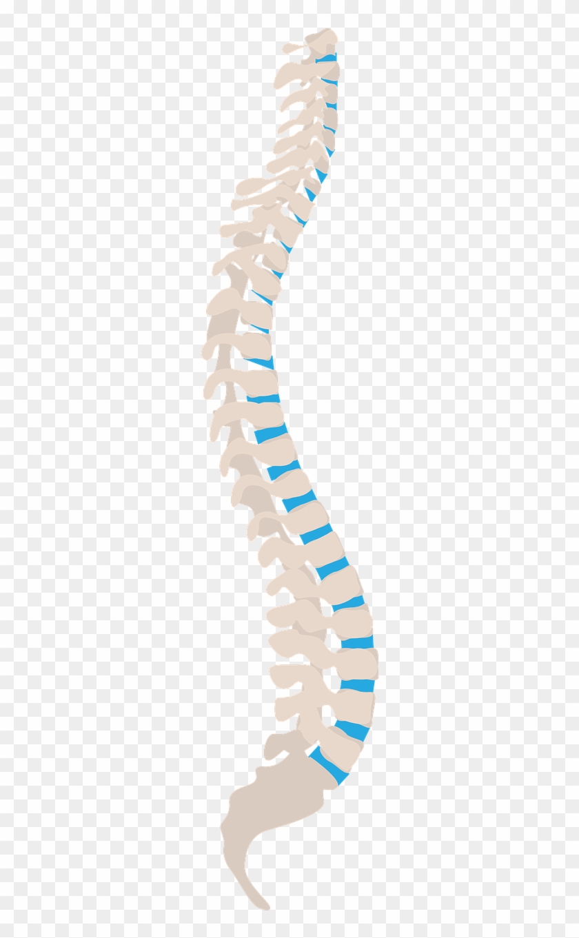 Spine Spine Side Health Side Png Image - Spinal Cord Injuries Clipart #2946232