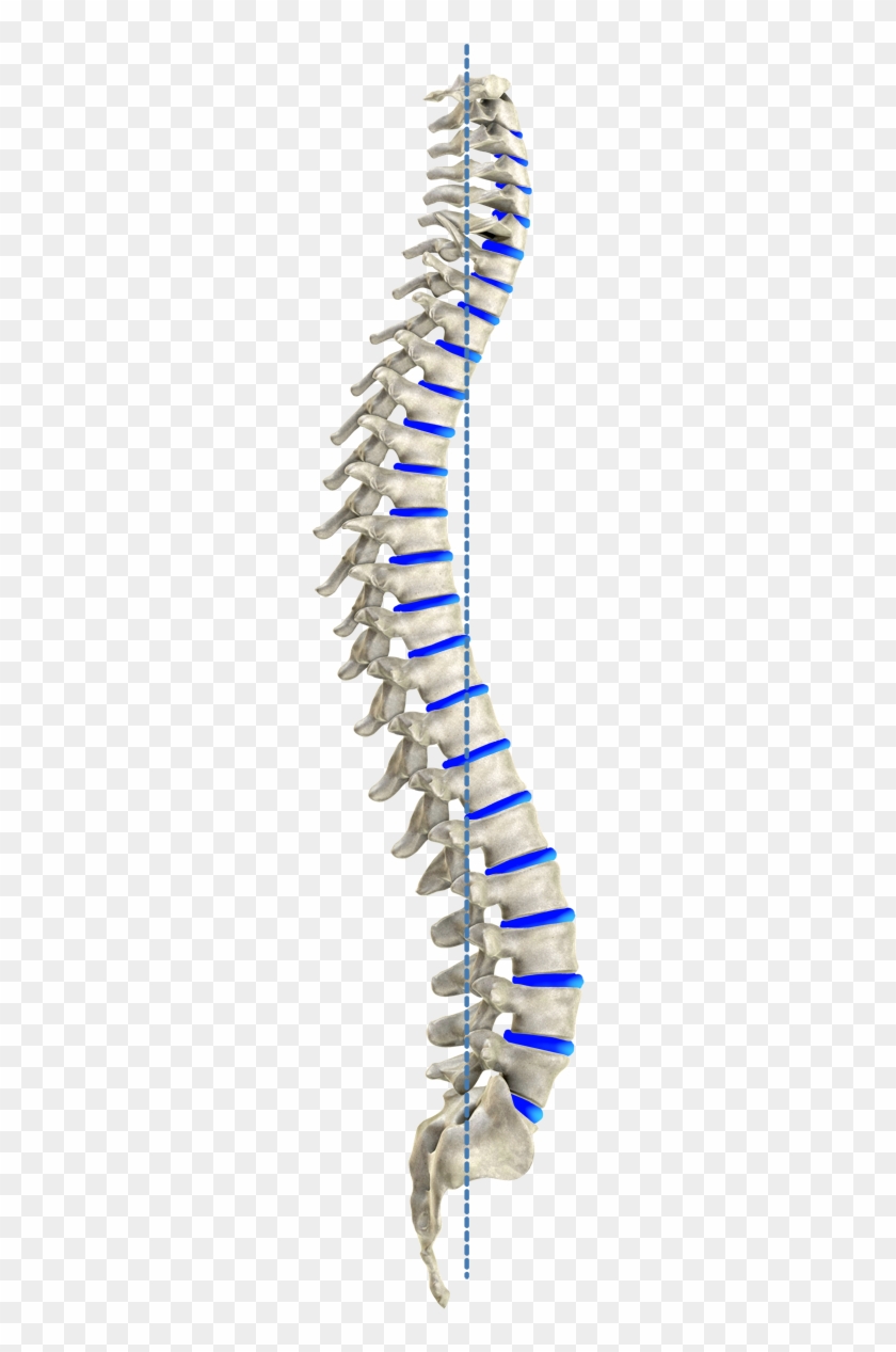 Ideal Spinal Model According To Harrison - Spine Png Clipart