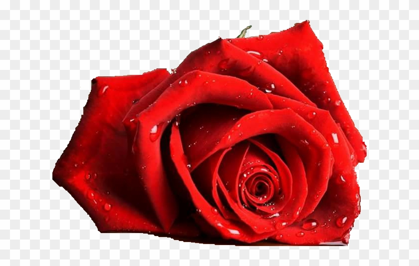 Har Har Mahadev Jai Shankar Mahakaal Tridev Om Namah - Red Rose Wallpaper In 4k Clipart