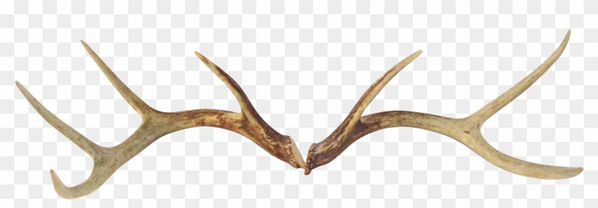Transparent Deer Antler Clipart #2947640