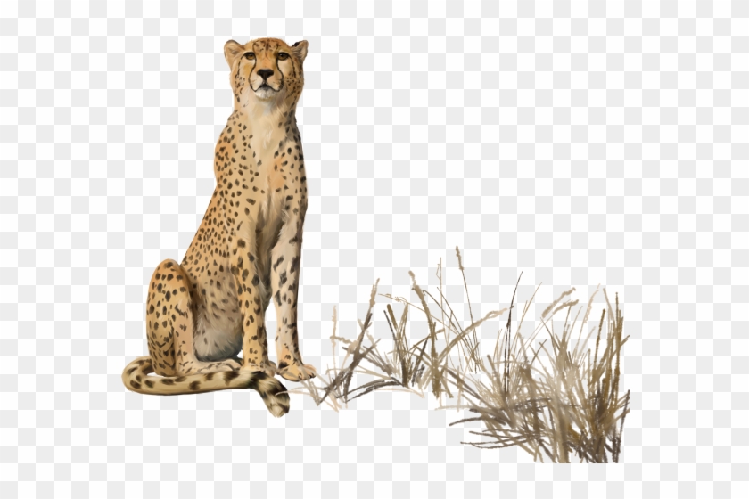 Cheetah Clipart