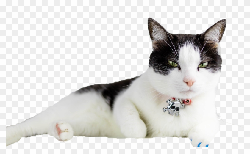 Cats Png Free Download - Ziua Internationala A Pisicii Clipart