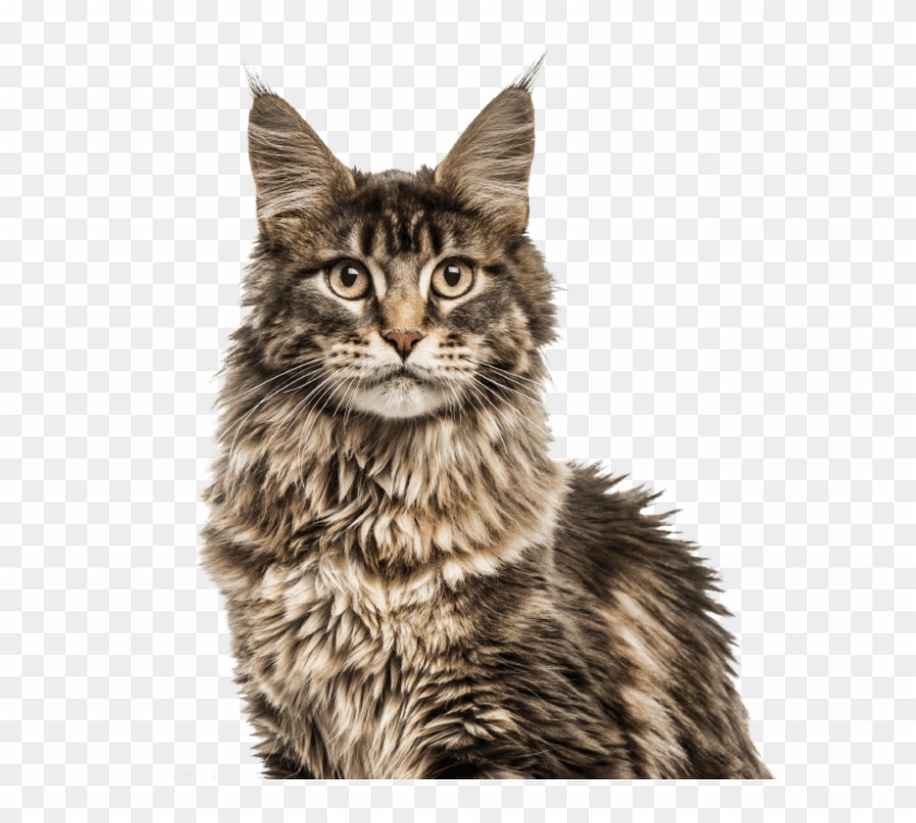 What Makes Us Different - メイン クーン Clipart #2948882