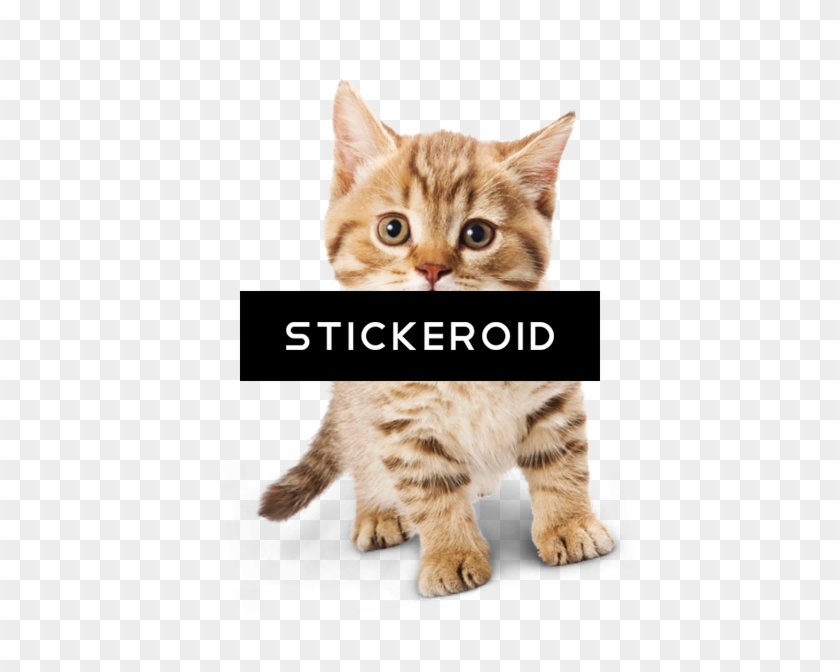 محبوبة Cat Png قط - Cute Kitten Png Transparent Clipart