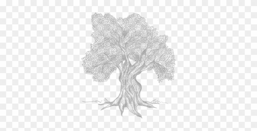 The Magnificent Olive Tree - Sketch Clipart
