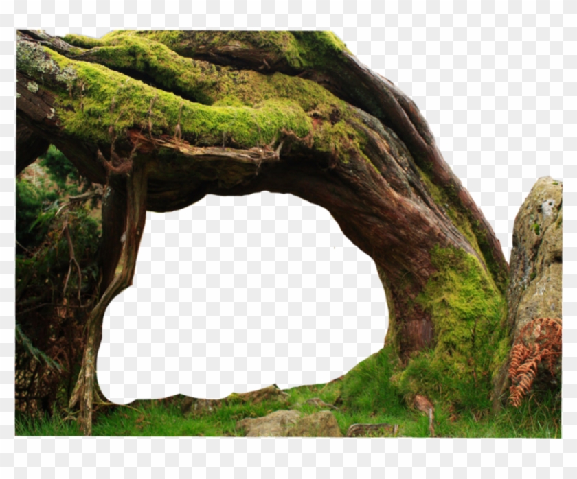 #tree #roots #nature Sticker Owned By @stickers Nation Clipart #2948973