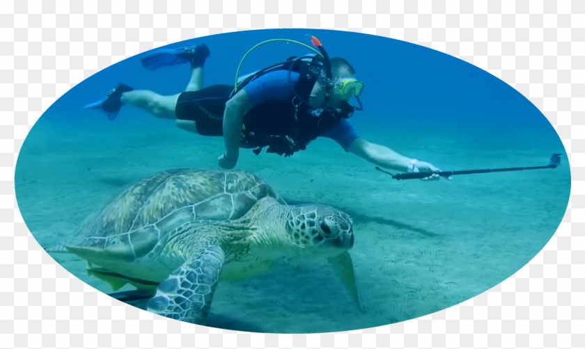 Why We Do This - Underwater Clipart