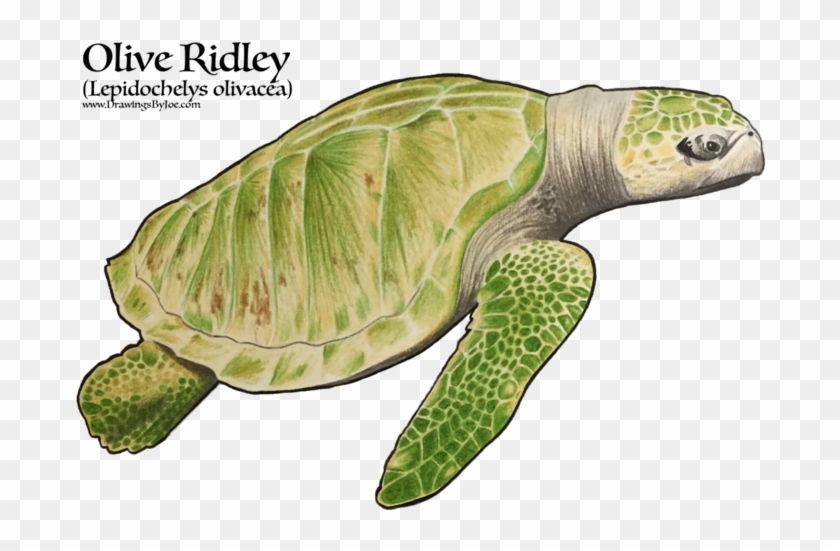 Amphibian Drawing Sea Turtle - Kemp's Ridley Sea Turtle Clipart