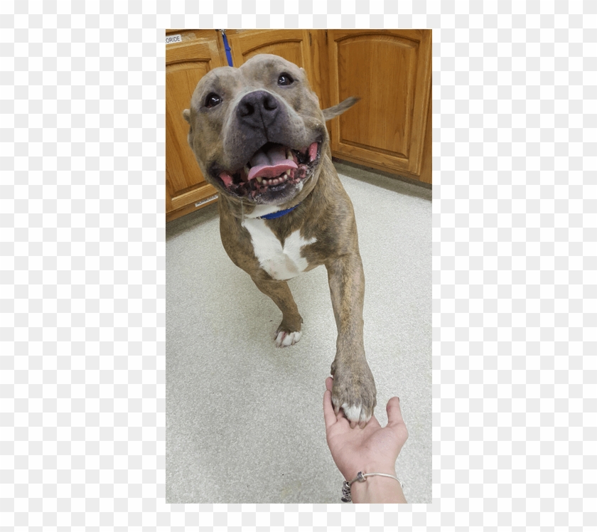 Pitbull At Sheridan Road Veterinary Clinic In Tulsa - Pit Bull Clipart #2953426