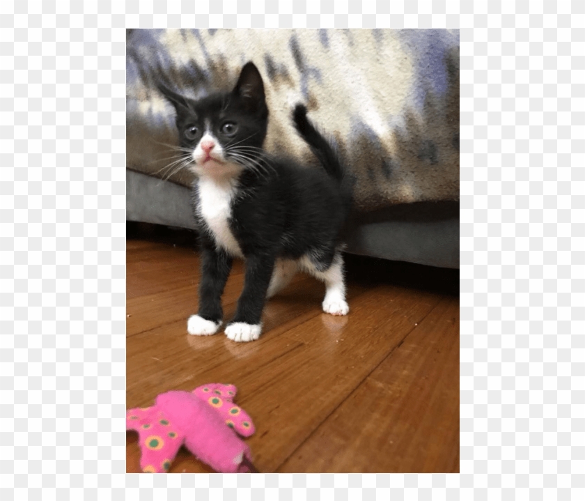 Photo Of Ak1991 Chucky - Kitten Clipart