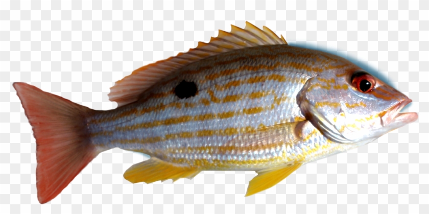 Snapper - Deep Sea Snapper Fish Clipart