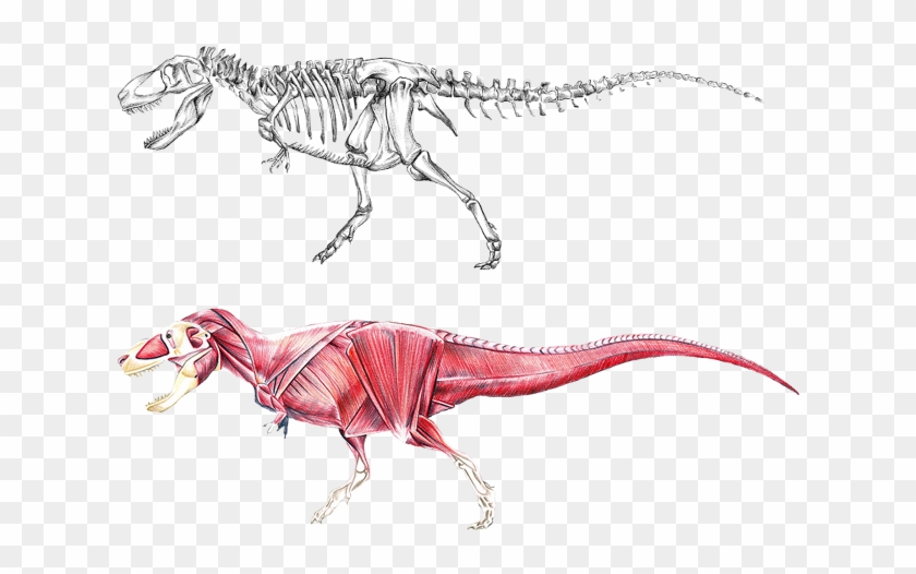Anatomy Of A - T Rex Muscle Anatomy Clipart