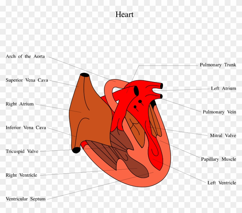 Medical Illustration Of A Human Heart - Heart Of Snake Diagram Clipart #2957036