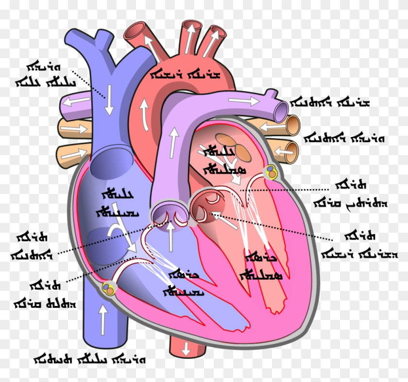 Parts Of Human Heart Clipart