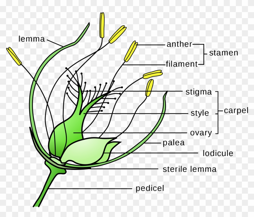 Banner Library Download Flower Wikipedia Grass With - Wind Pollinated Flower Diagram Clipart #2957864