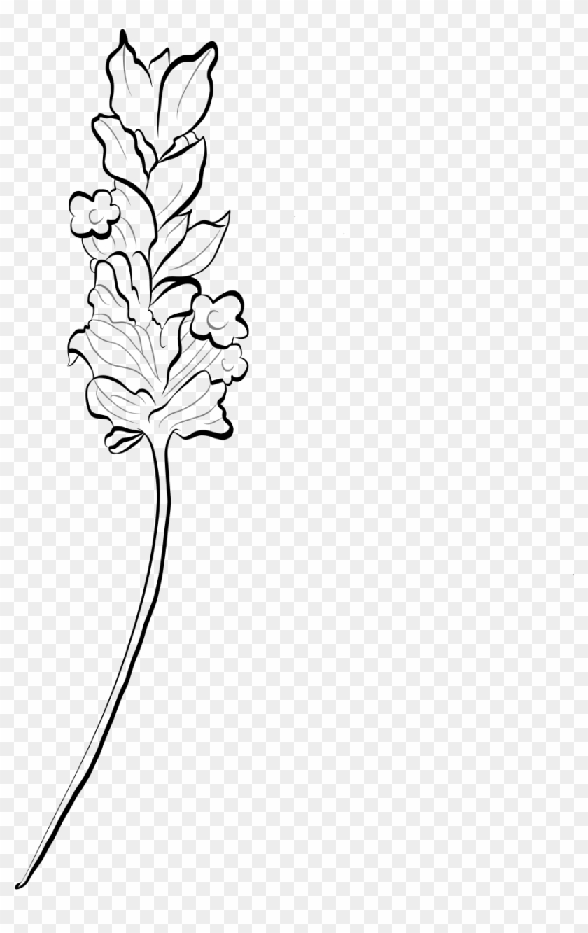 Drawn Lavender Grass Flower - Line Art Clipart #2957900