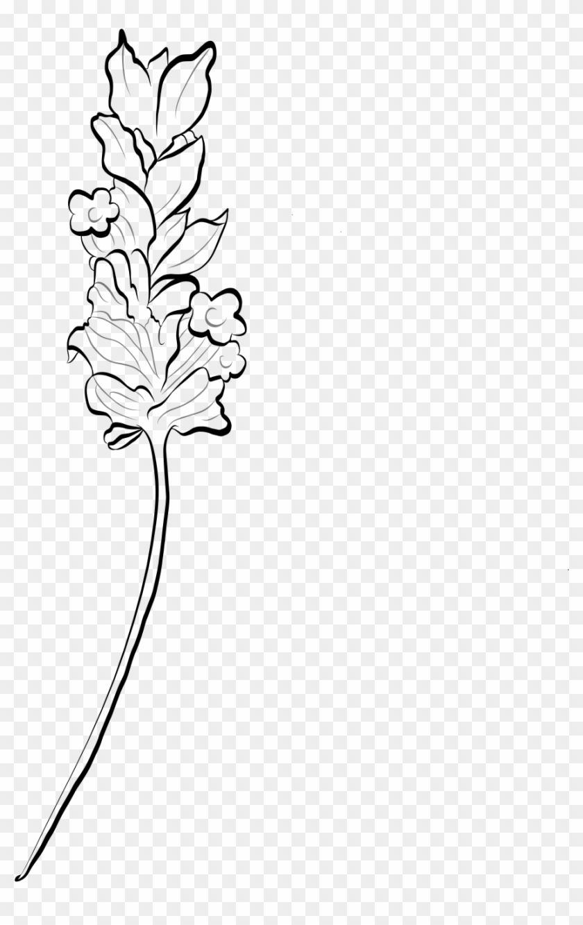 Drawn Lavender Grass Flower - Line Art Clipart