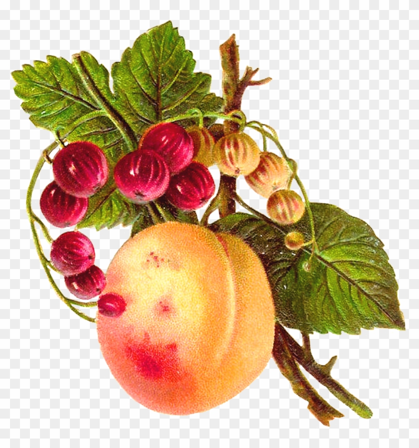 Graphic Freeuse Download Antique Images Botanical Clip - Png Download