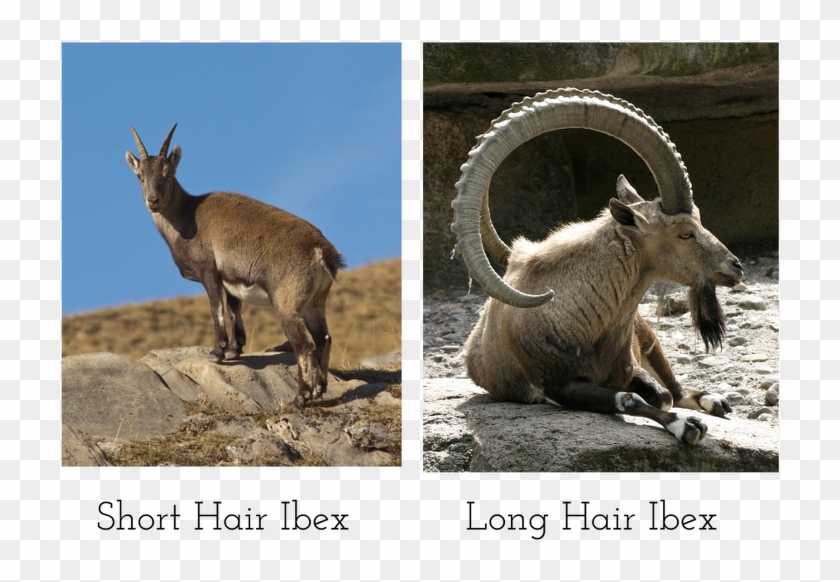 Animal Horns , Png Download - Goat With Big Horns Clipart #2961293