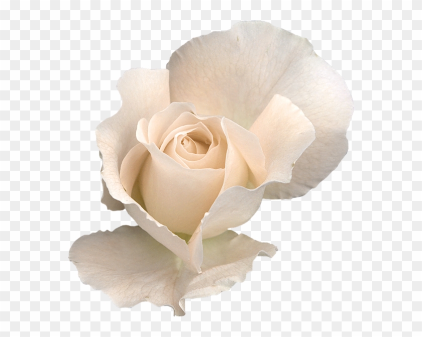 White Rose Png, White Roses, Transparent Flowers, Clipart - White Roses Transparent Background #2963627