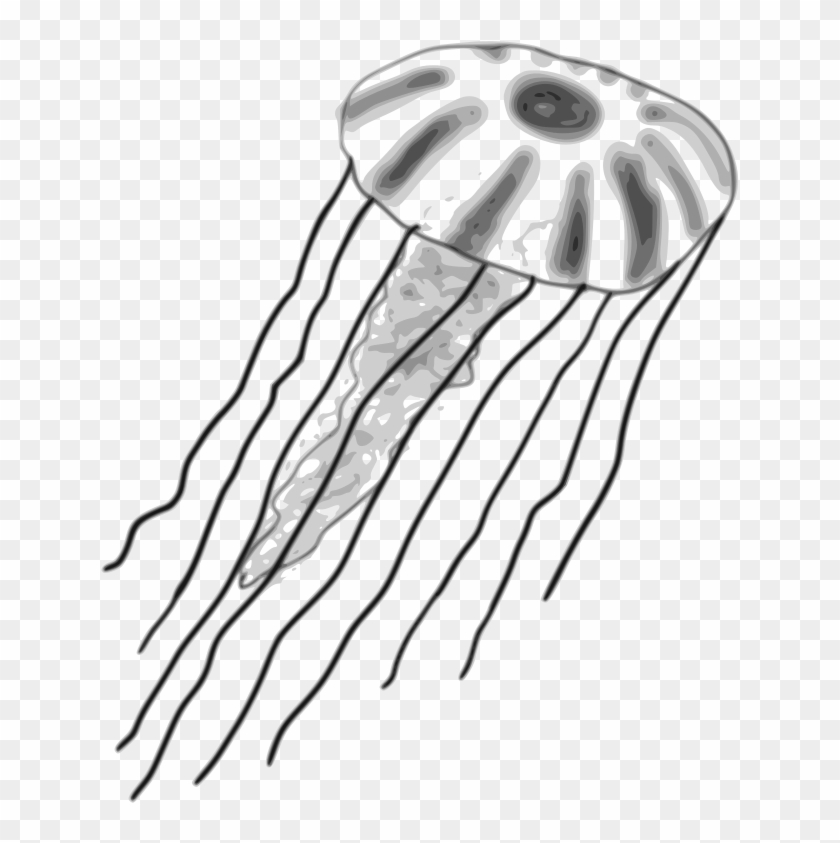Watercolor Jellyfish Clipart Illustrations Creative - Box Jelly Fish Clip Art - Png Download