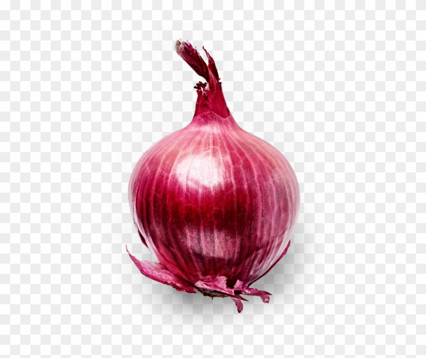 Onion - Red Onion Clipart