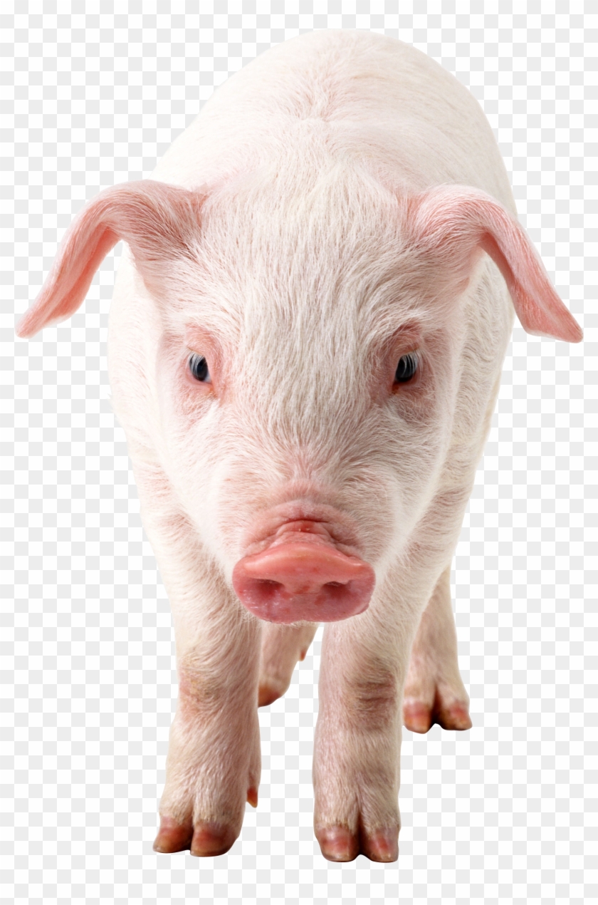 Pig Frontview Png Image Pig Png, Photo Rose, Pig Images, - Pig With No Background Clipart