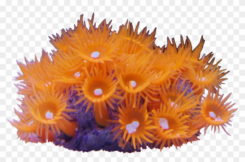 Sun Coral - Sunflower Clipart #2967912