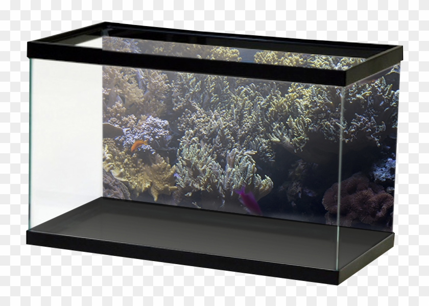 Aquariumvinyl Spscoralbackground - Aquarium Backgrounds Canada Clipart