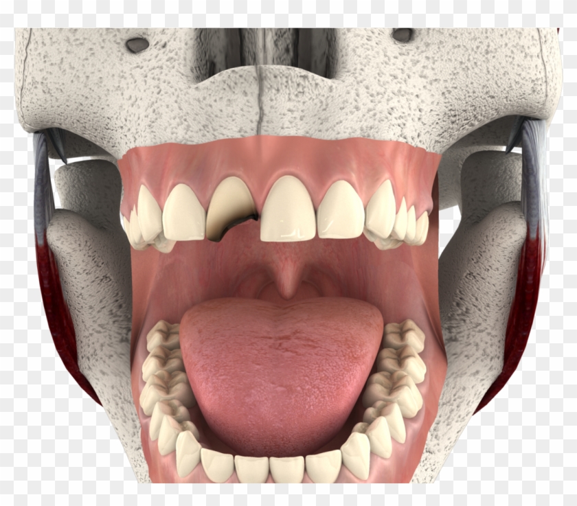 Tongue - Bone Clipart #2971183