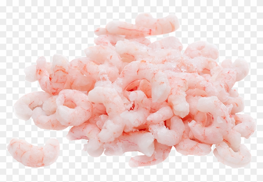 Sizes - Prawns Pink Clipart #2971302