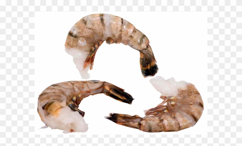 Berdex Shrimp Raw Ez Peel - Litopenaeus Setiferus Clipart