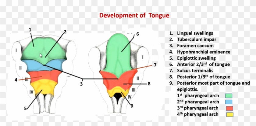 Development Of Tongue And Thyroid Gland - Hypobrachial Eminence Clipart
