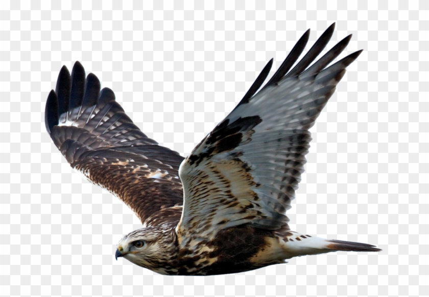 Hawk Png Clipart #2971476
