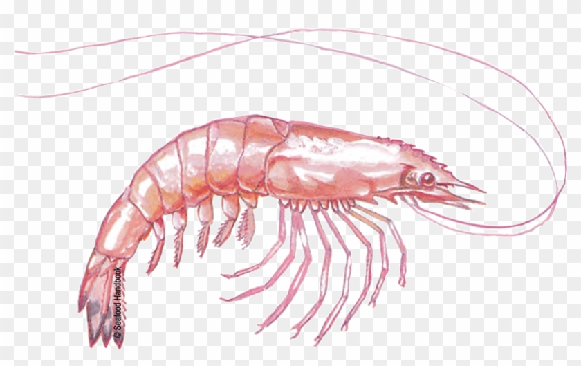 Free Download Shrimps Png Images - Krill Png Clipart #2971669