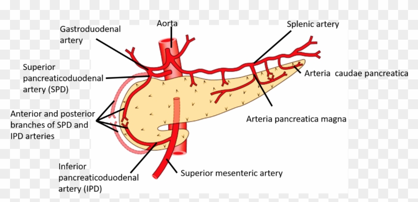 Pancreas Blood Supply Clipart
