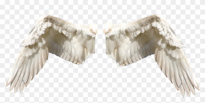 Wings Tale Fairy Fantasy Art Png Image - Universe And Angels Clipart