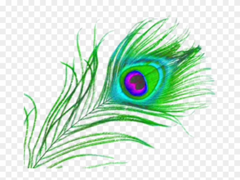 जो मनुष्य प्रेम बंधन में पवित्र रहते हैं उन्हें मेरे - Peacock Feather Clipart