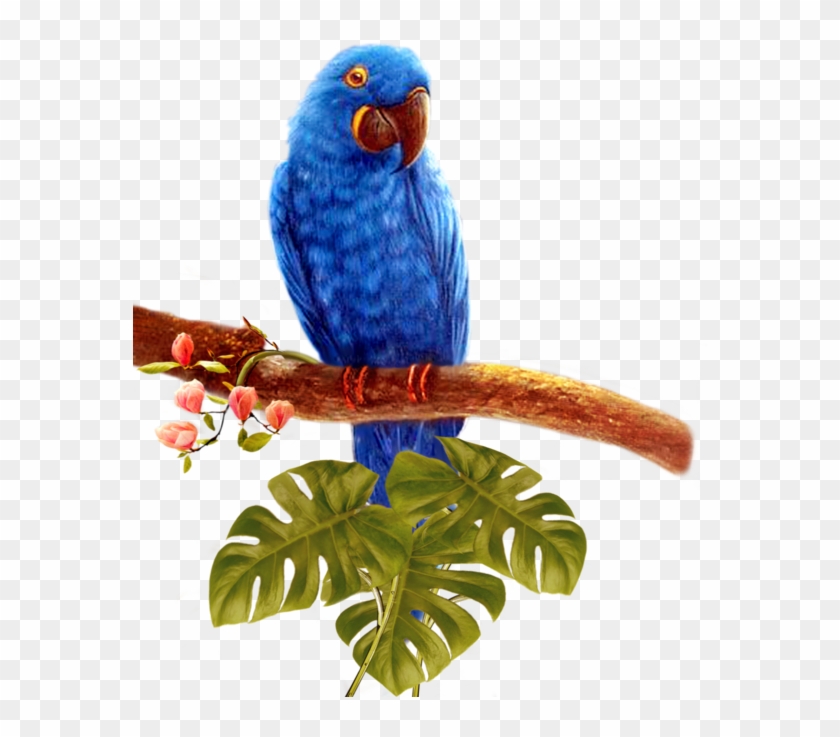 Parrot Transparent Background - Portable Network Graphics Clipart #2974304