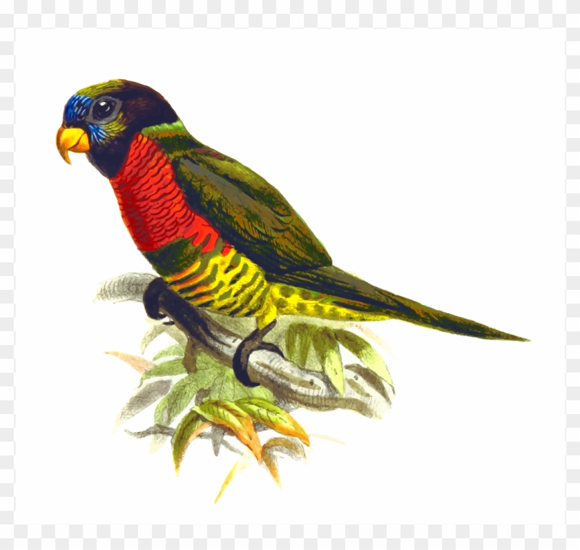 Animal Bird Parrot Png Image - สัตว์ นก แก้ว Clipart