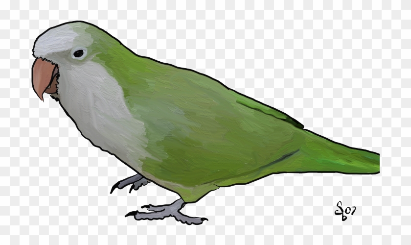 Quaker On White - Quaker Parrot Png Clipart