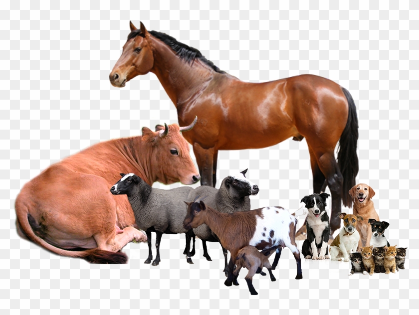 Livestock Producers Today Have The Potential To Be - Horse Clipart #2974580