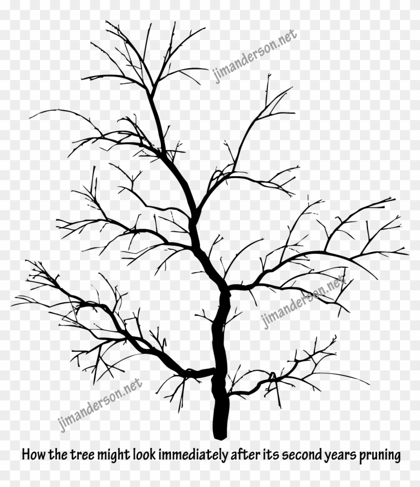 Drawn Dead Tree Aesthetic Tree - Pond Pine Clipart #2974748