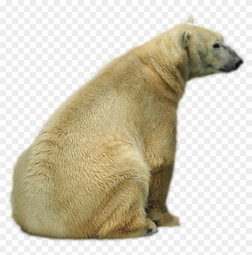Polar Bear , Png Download - Polar Bear Clipart #2975006
