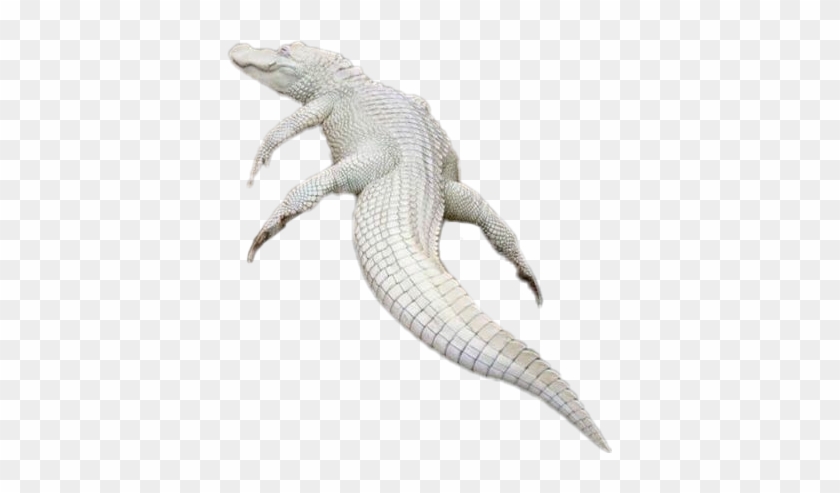 #sticker #albino #crocodile #alligator #reptile - Albinos Crocodile Png Clipart #2977064