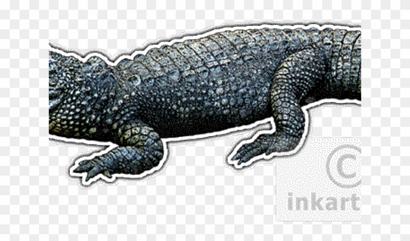 American Alligator Clipart #2977247